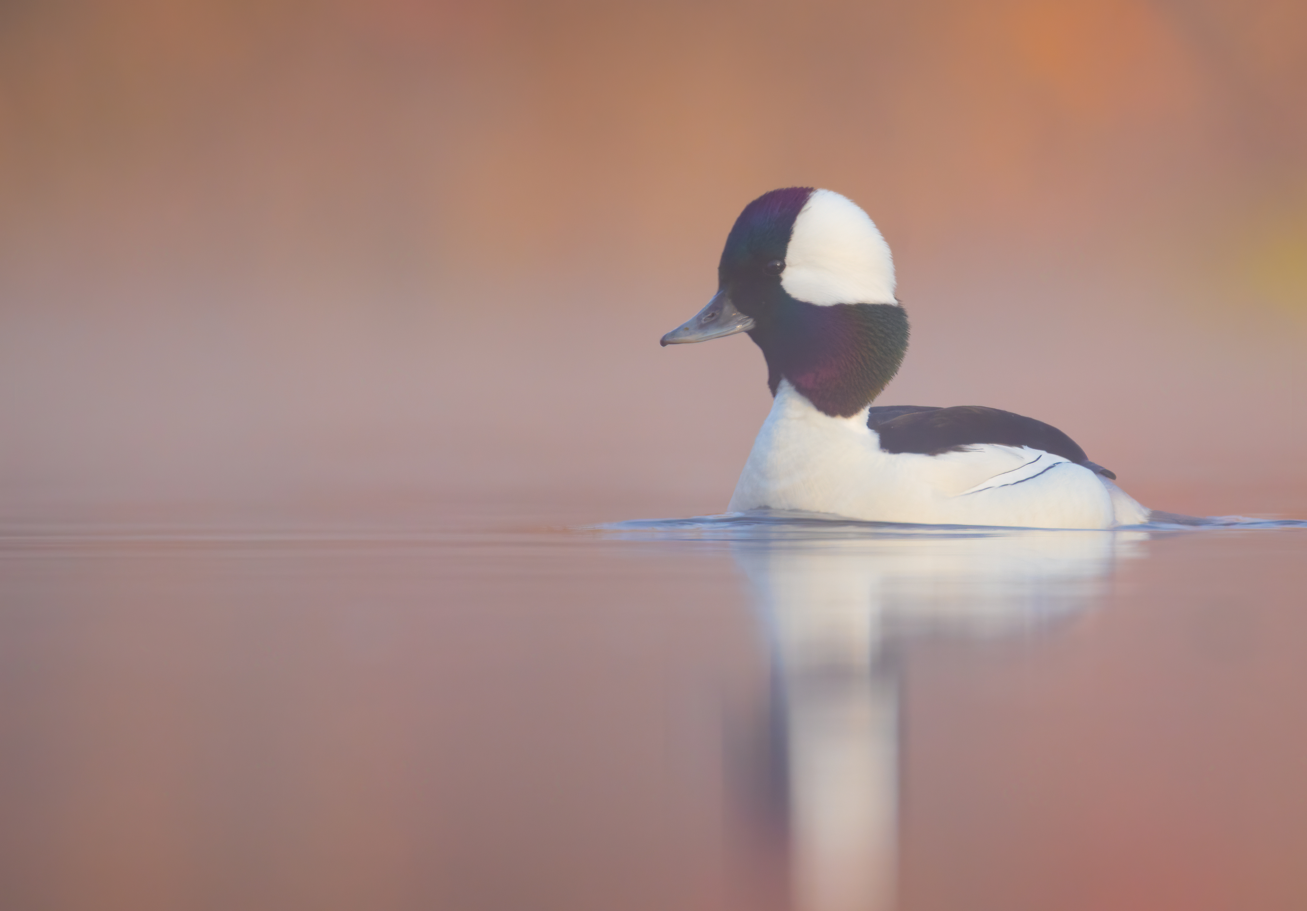 Bufflehead duck