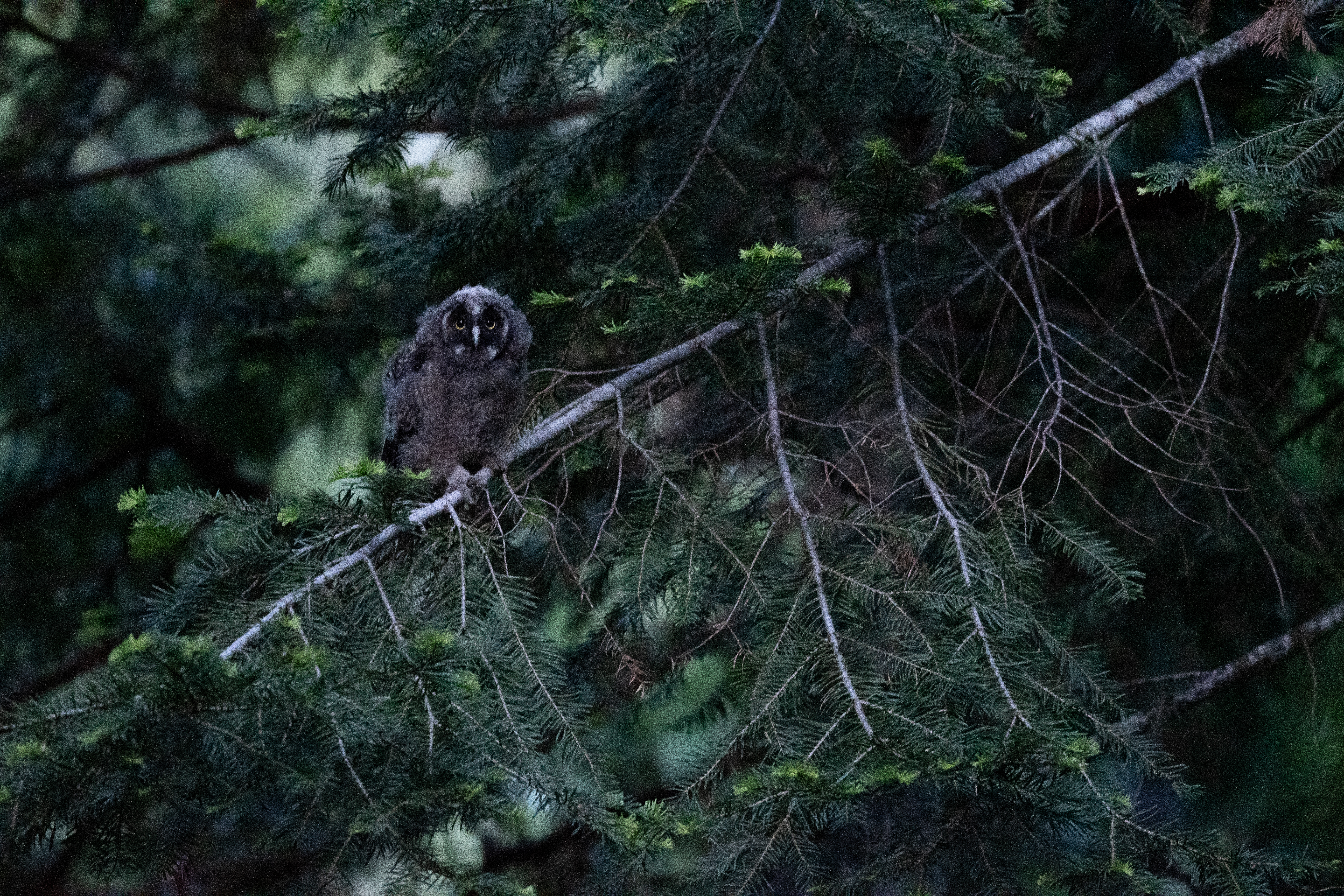 Juvenile owl perched in a conifer
