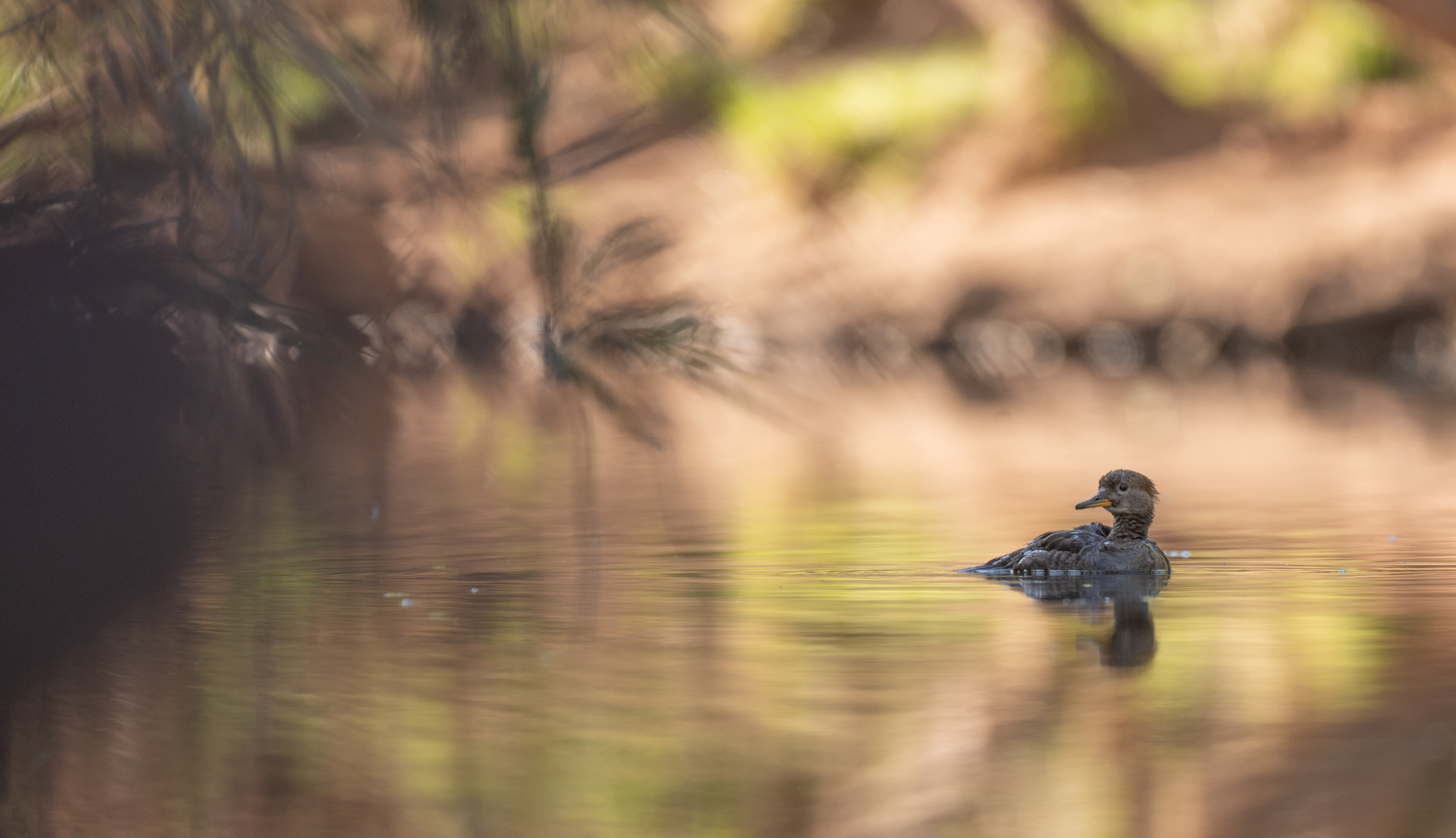 Duck floating on calm water with warm reflections