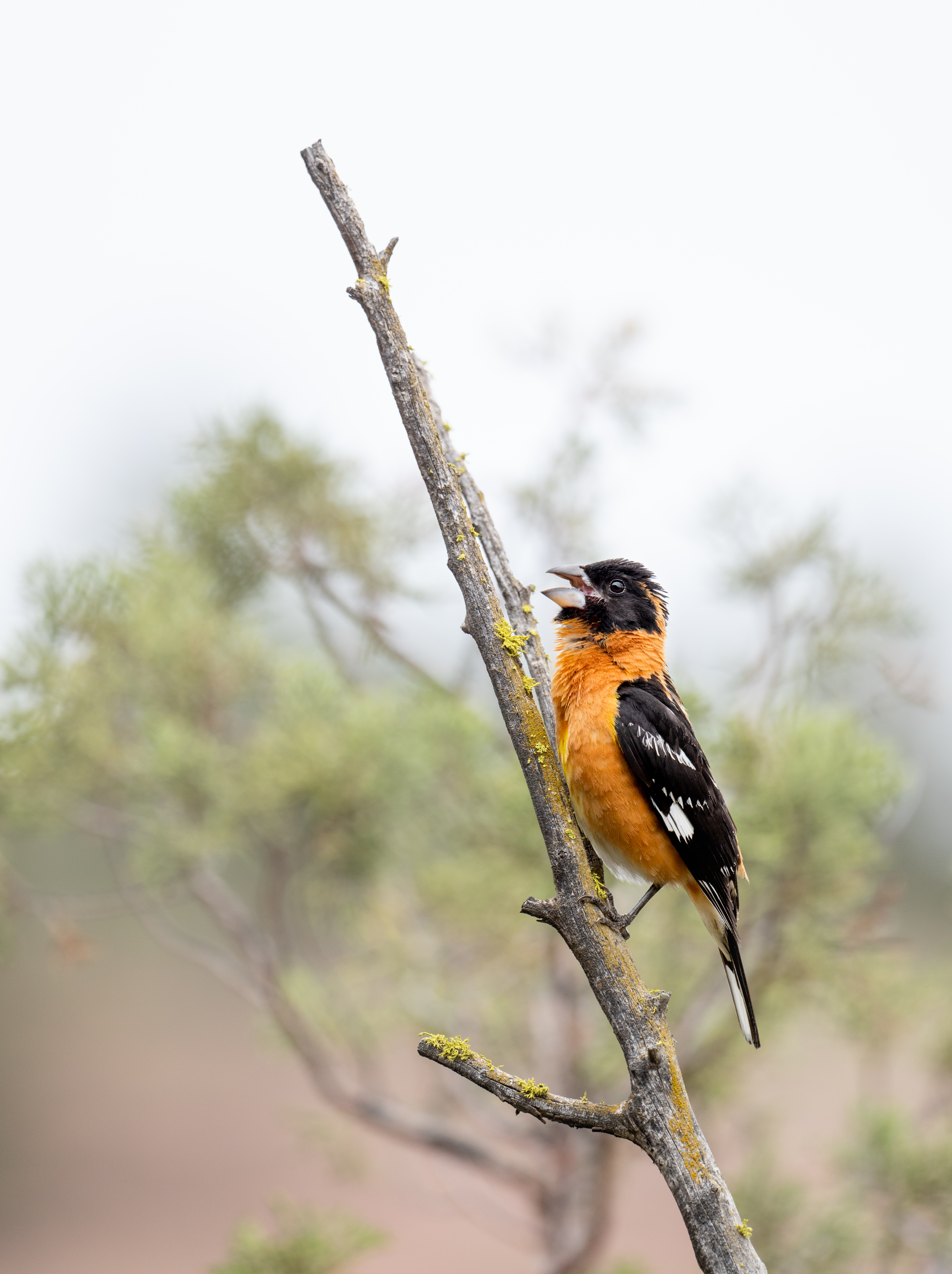 Black-headed grosbeak singing on a branch