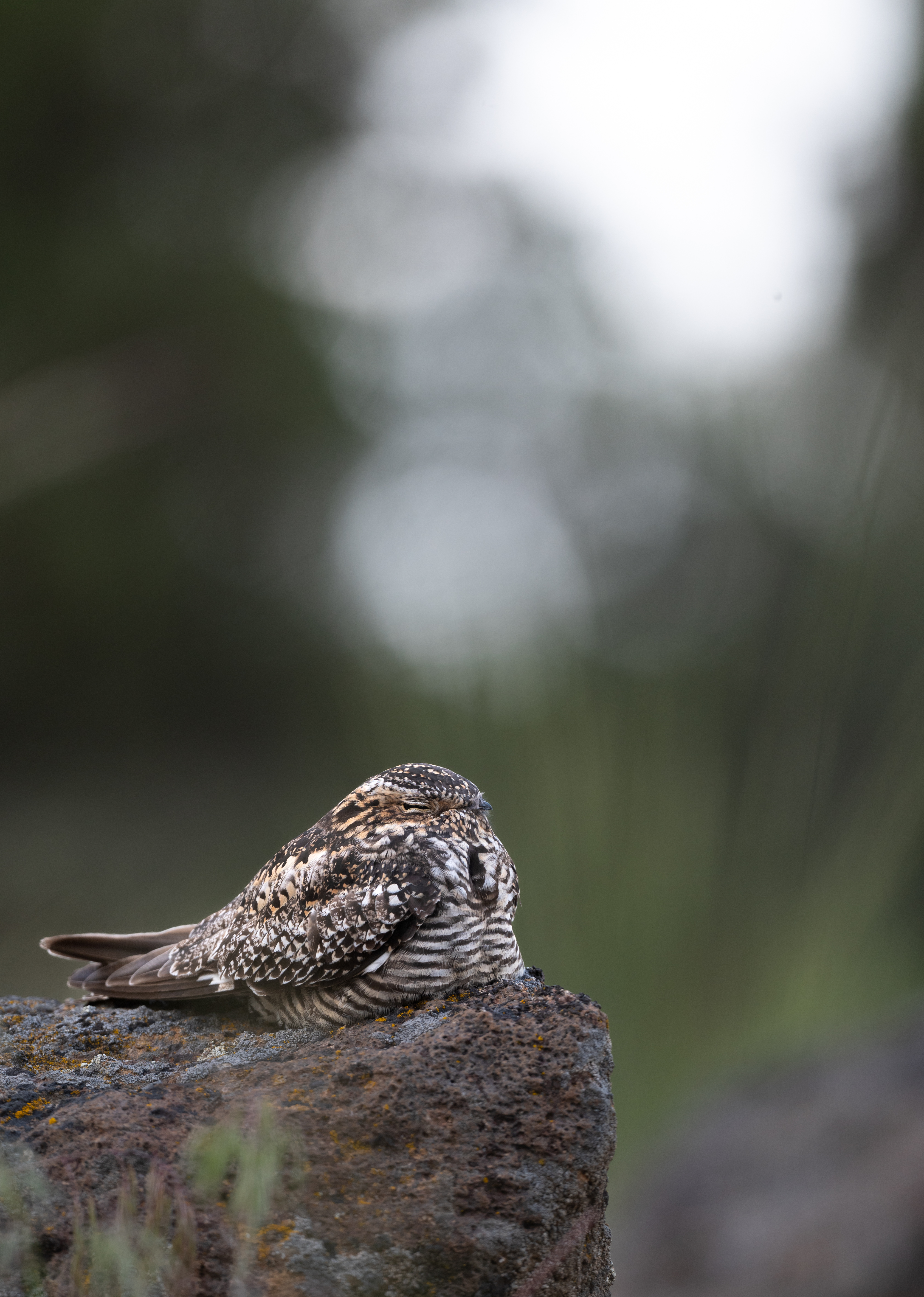 Common nighthawk resting on a rock