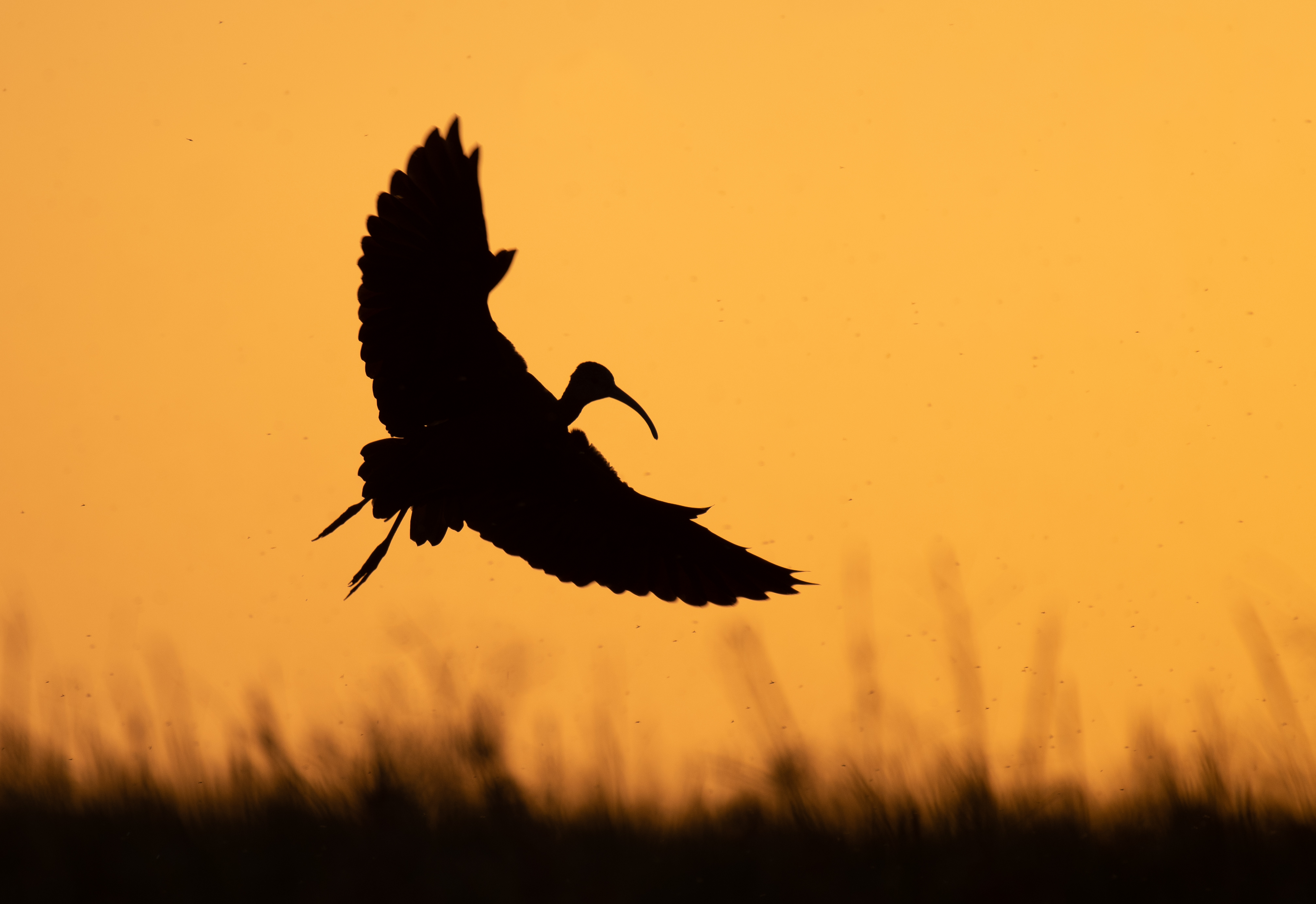White-faced ibis in flight