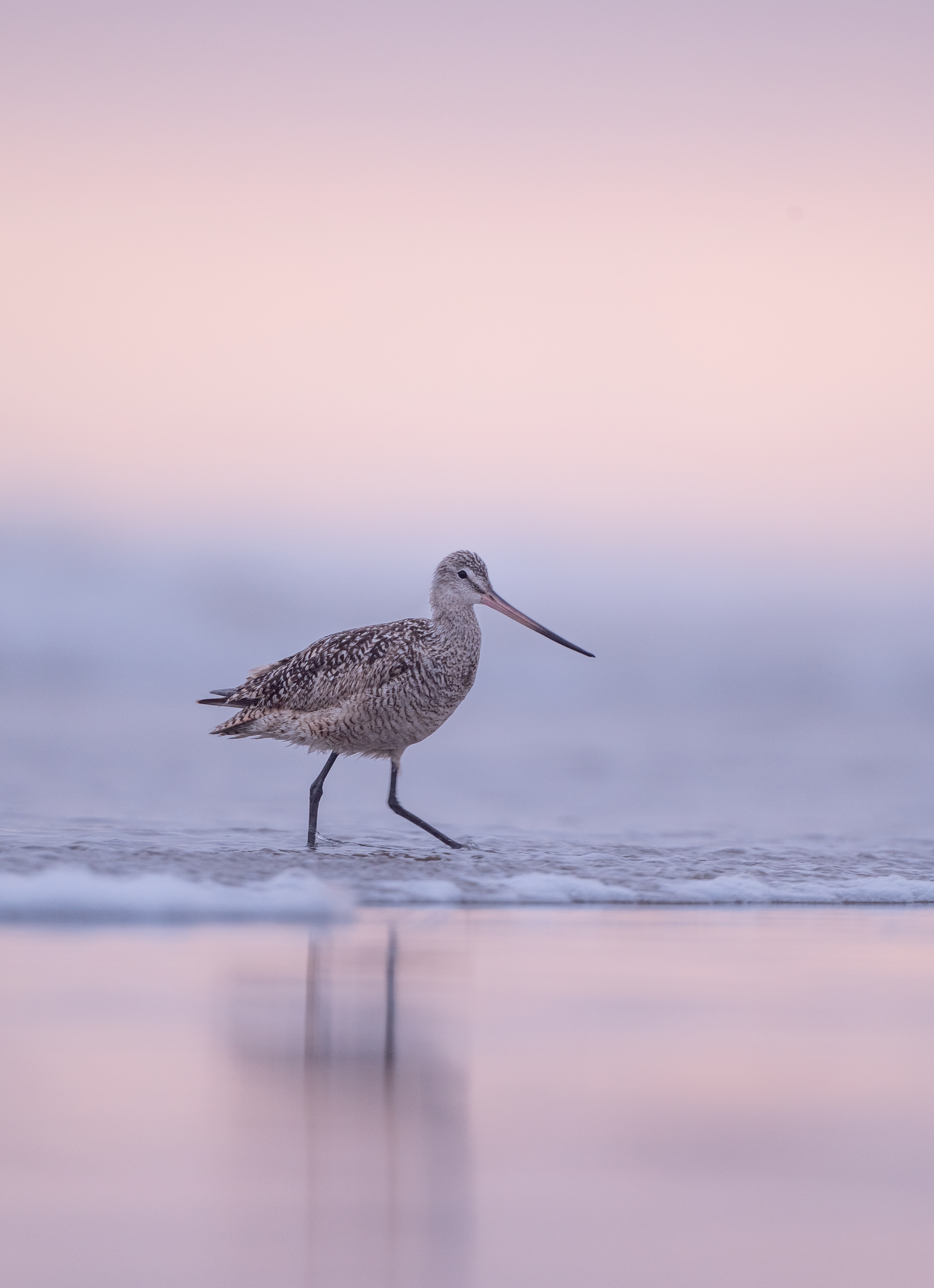 Marbled godwit walking on the beach at sunset