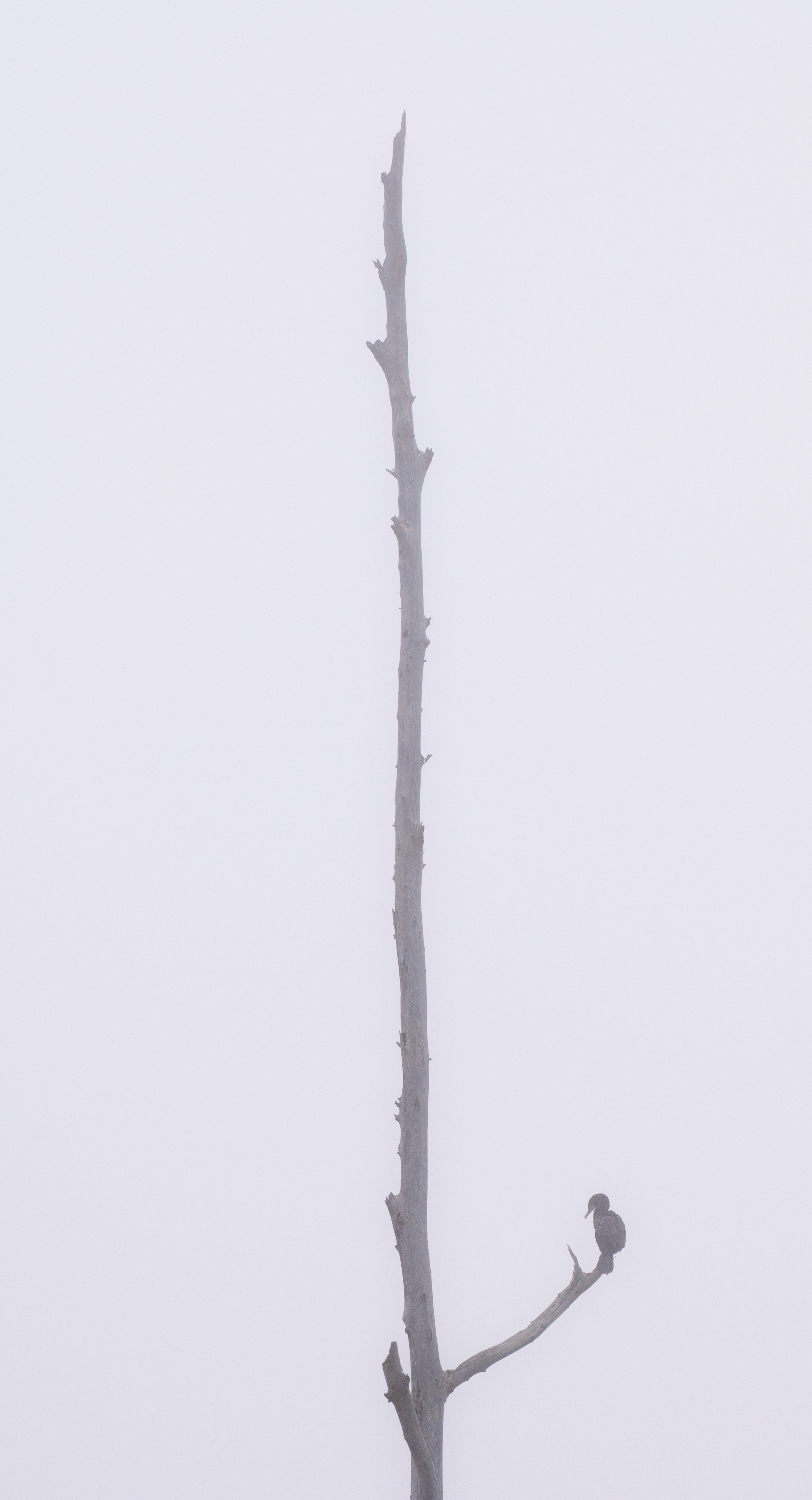 Small bird perched on a bare snag in fog