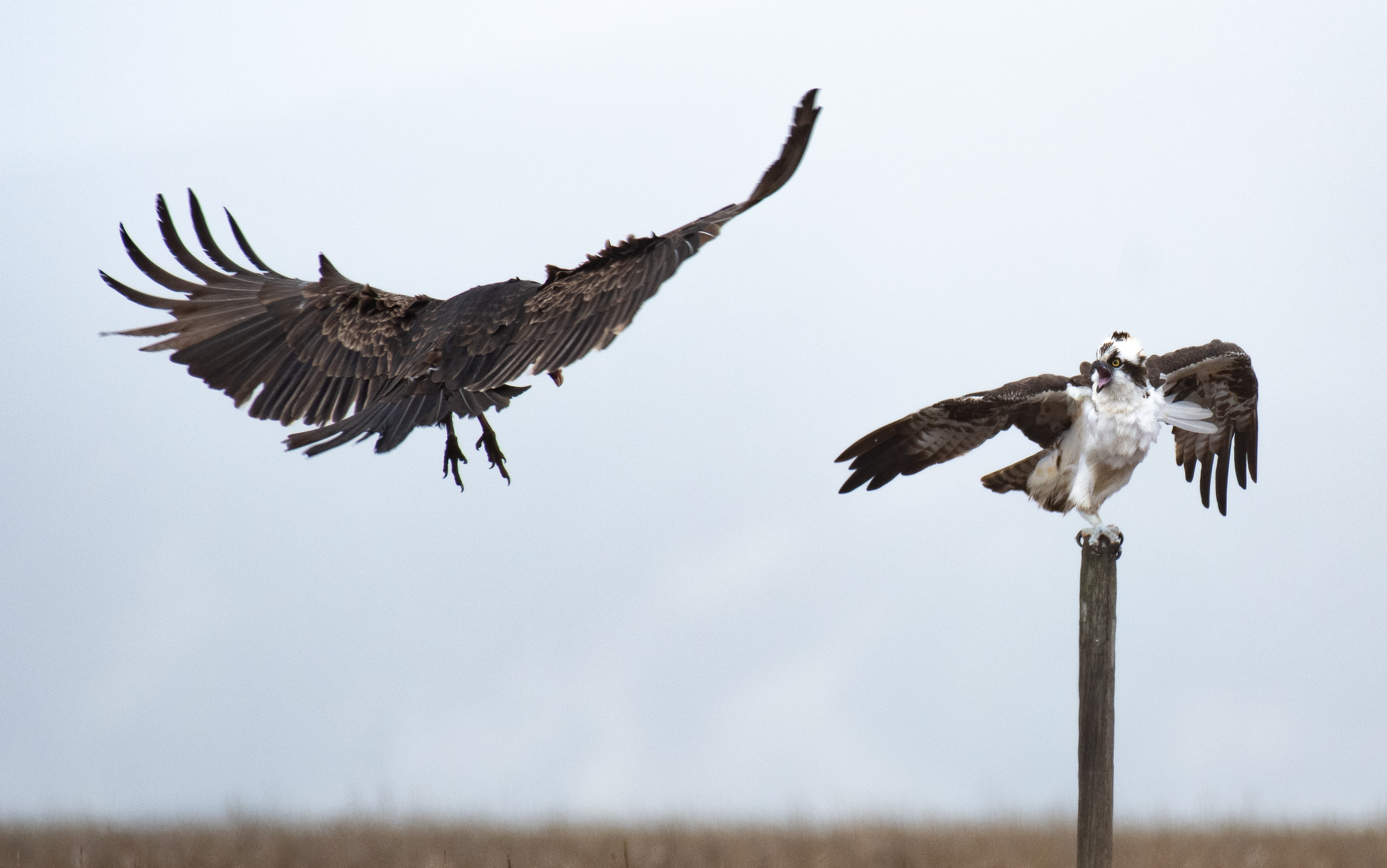 Osprey and vulture