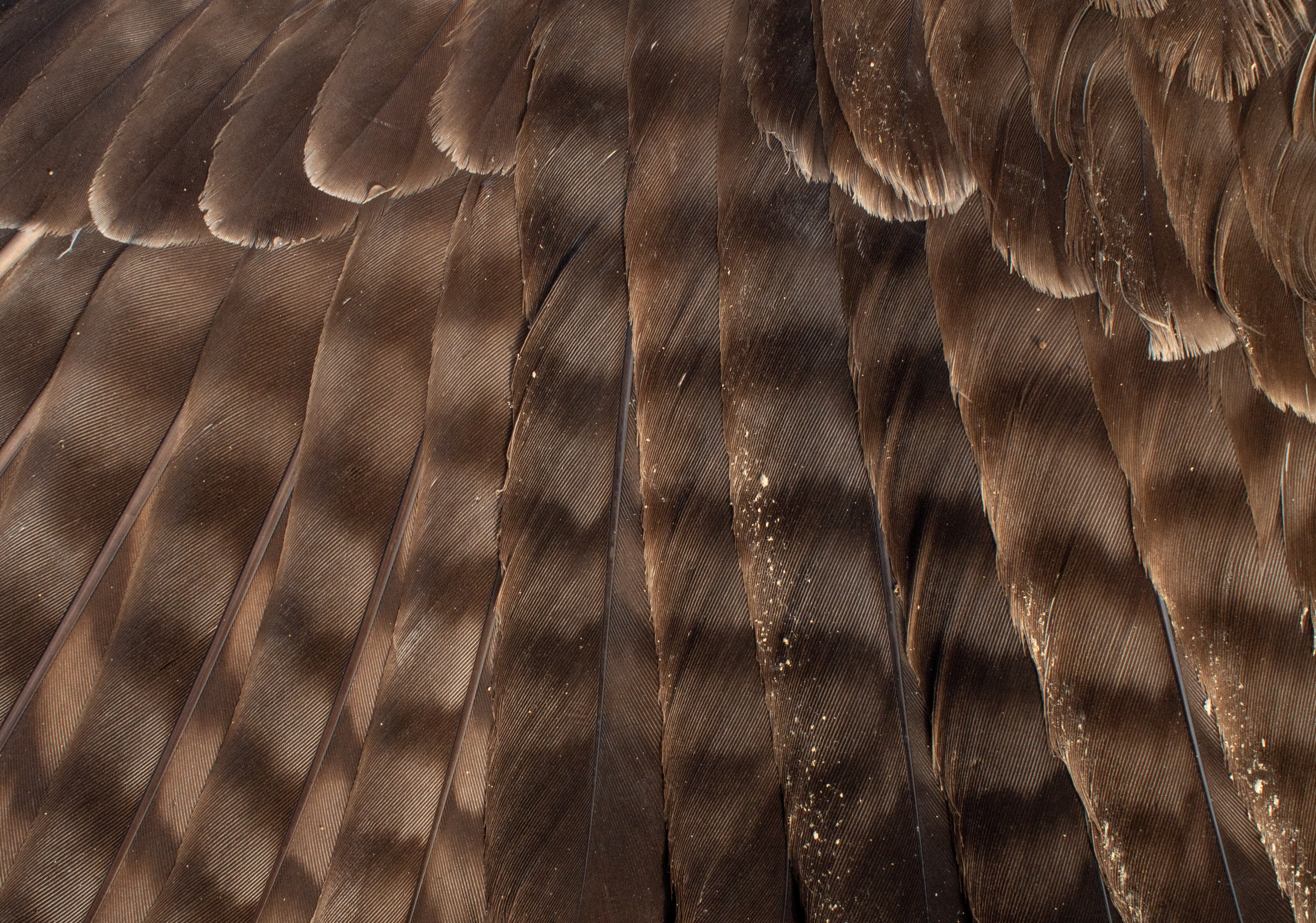 Red-tailed hawk