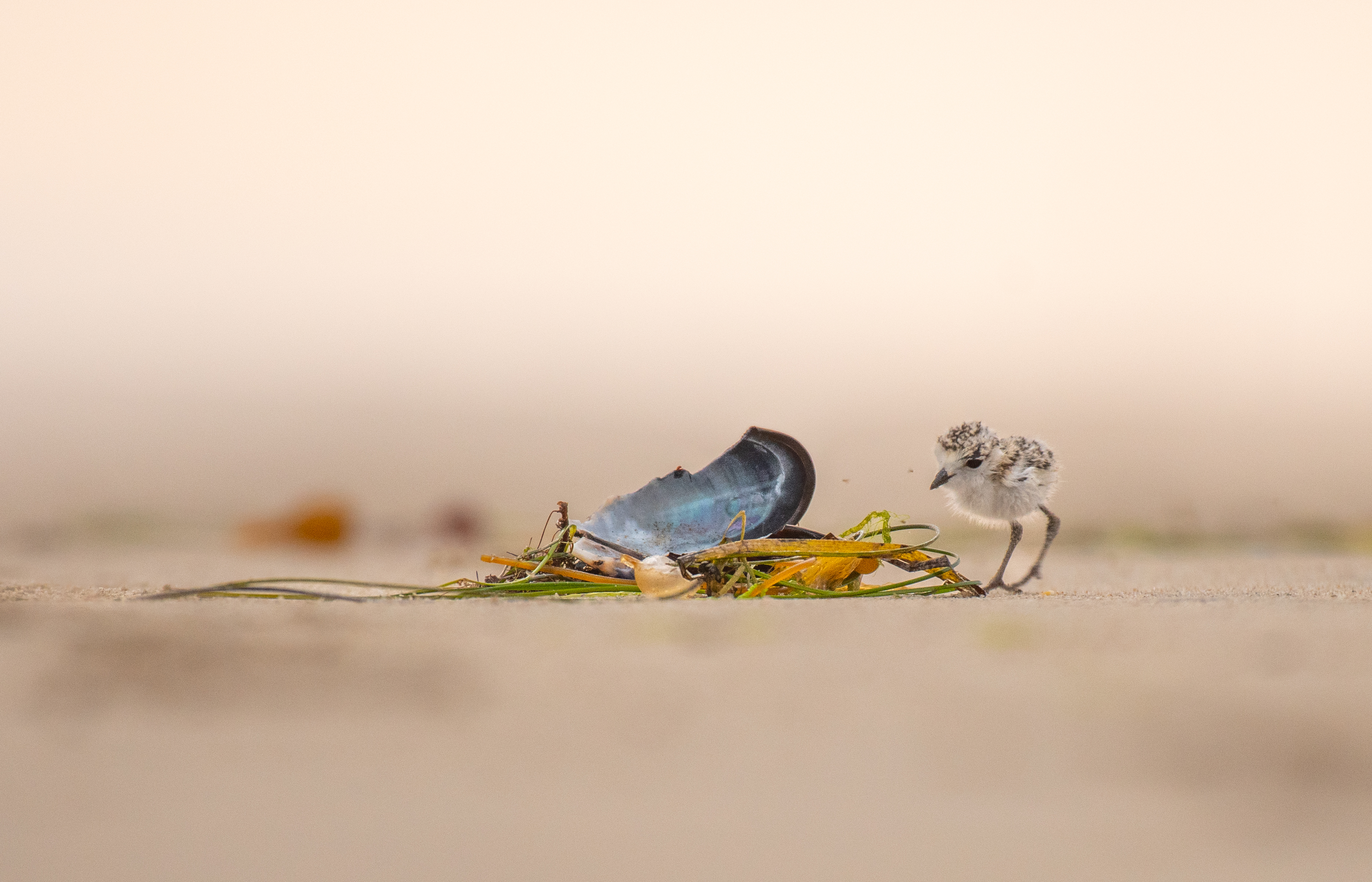Snowy plover chick