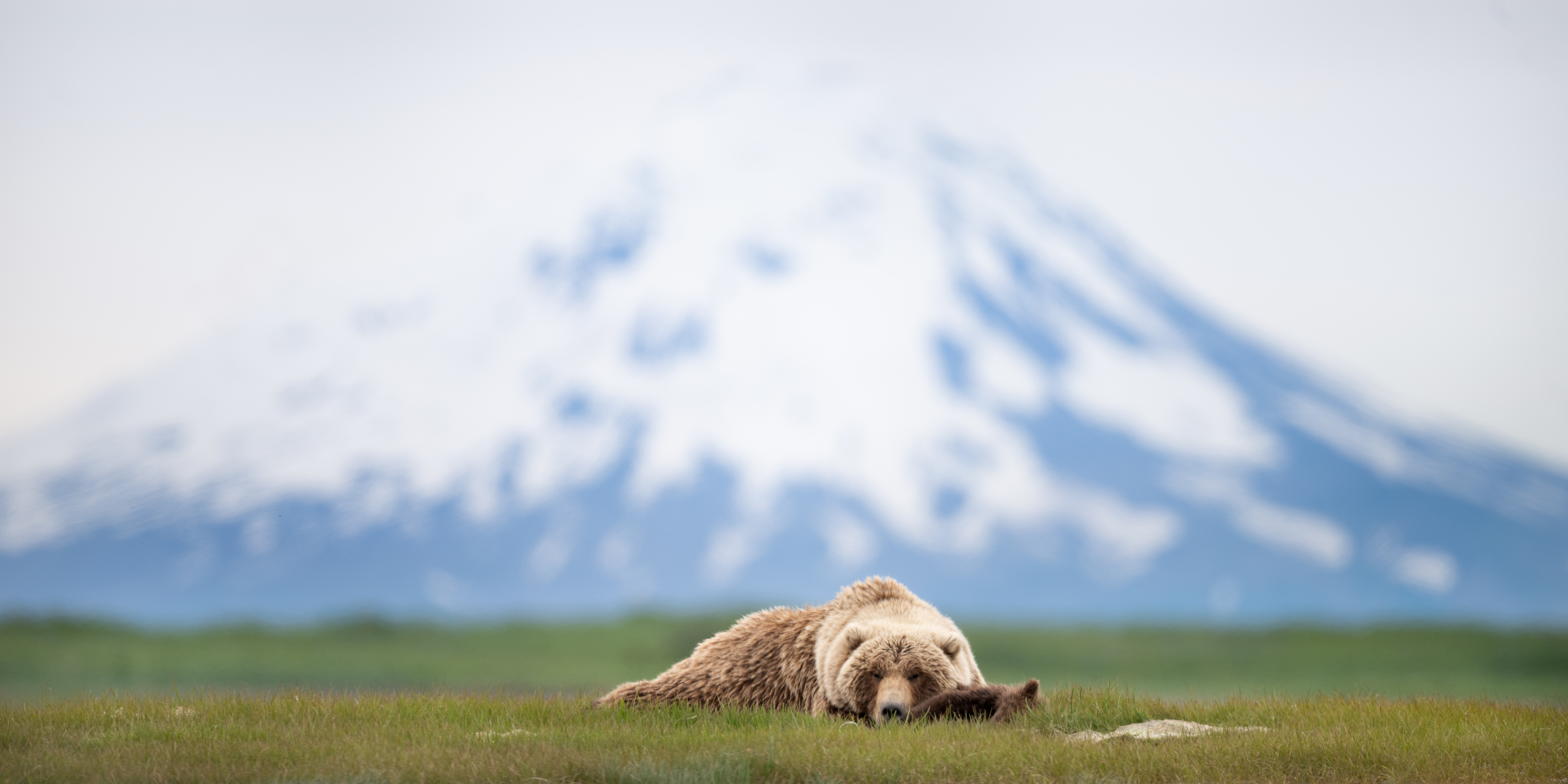 Bear standing in a meadow with mountains in the background