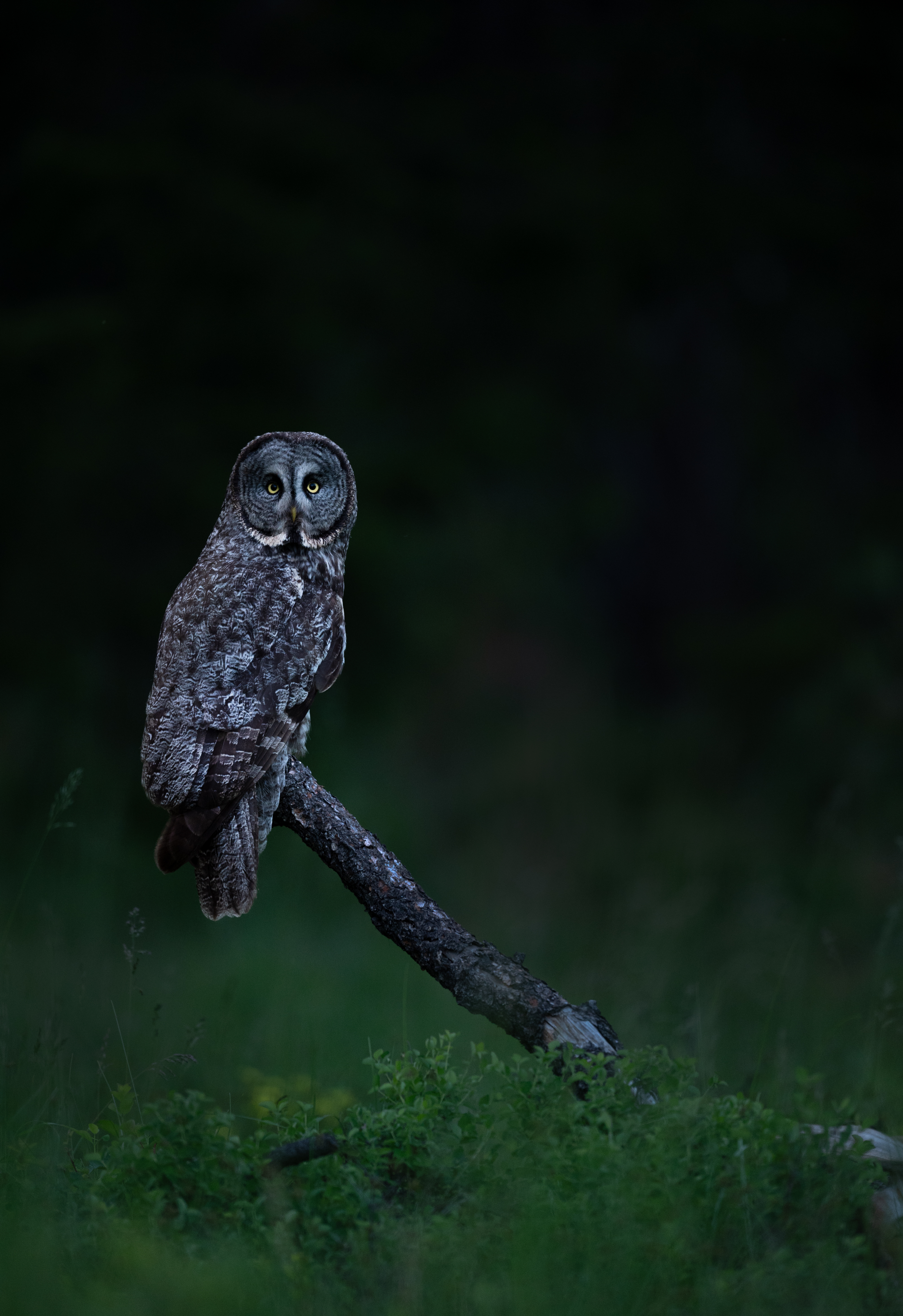 Great grey owl perched, facing the camera