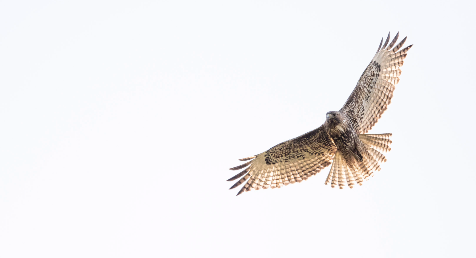Red-tailed hawk hovering overhead